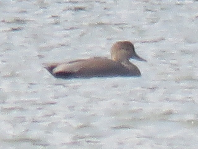 赤膀鴨 - ML645691984