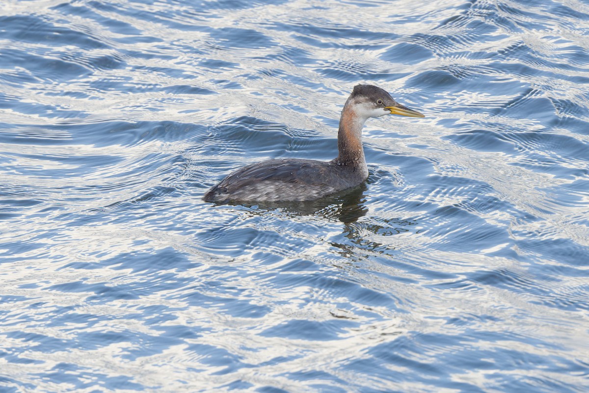 Red-necked Grebe - ML645691985