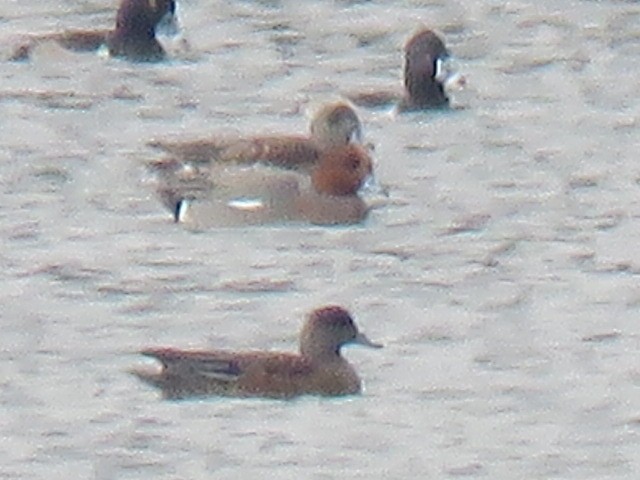 赤頸鴨 - ML645691991