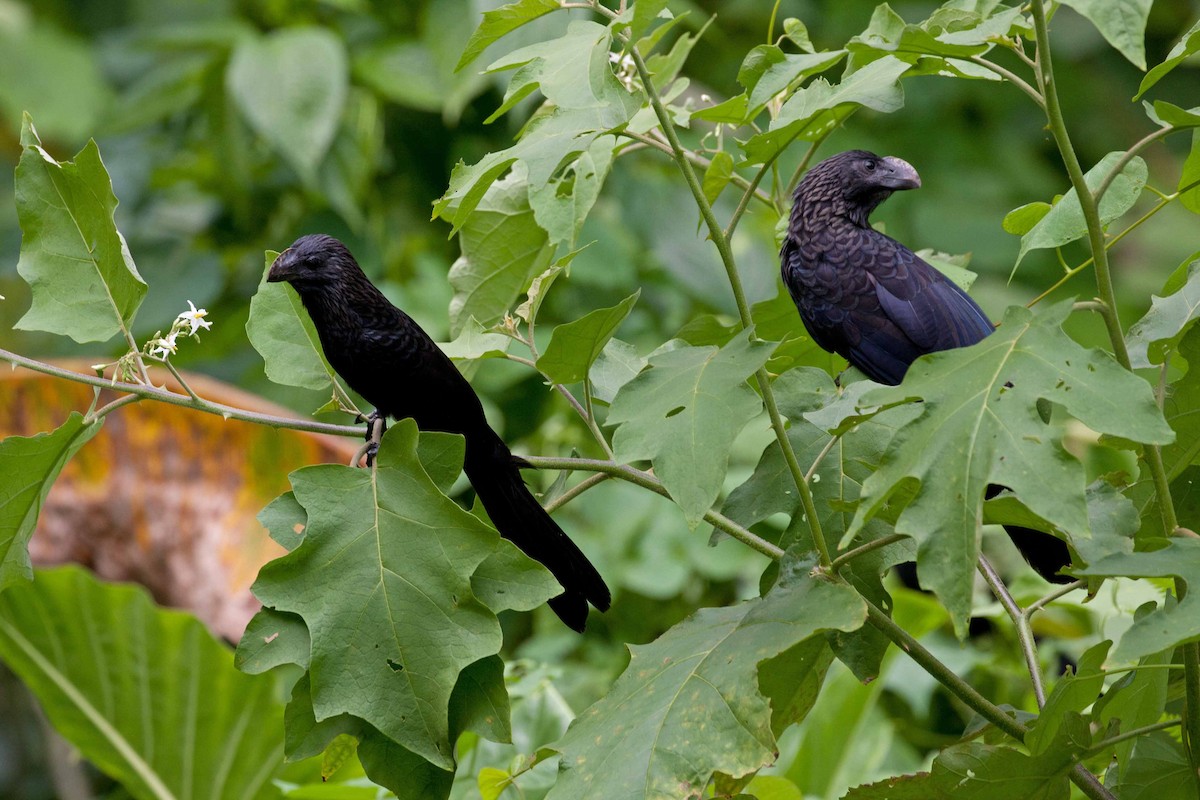 Smooth-billed Ani - ML645691993