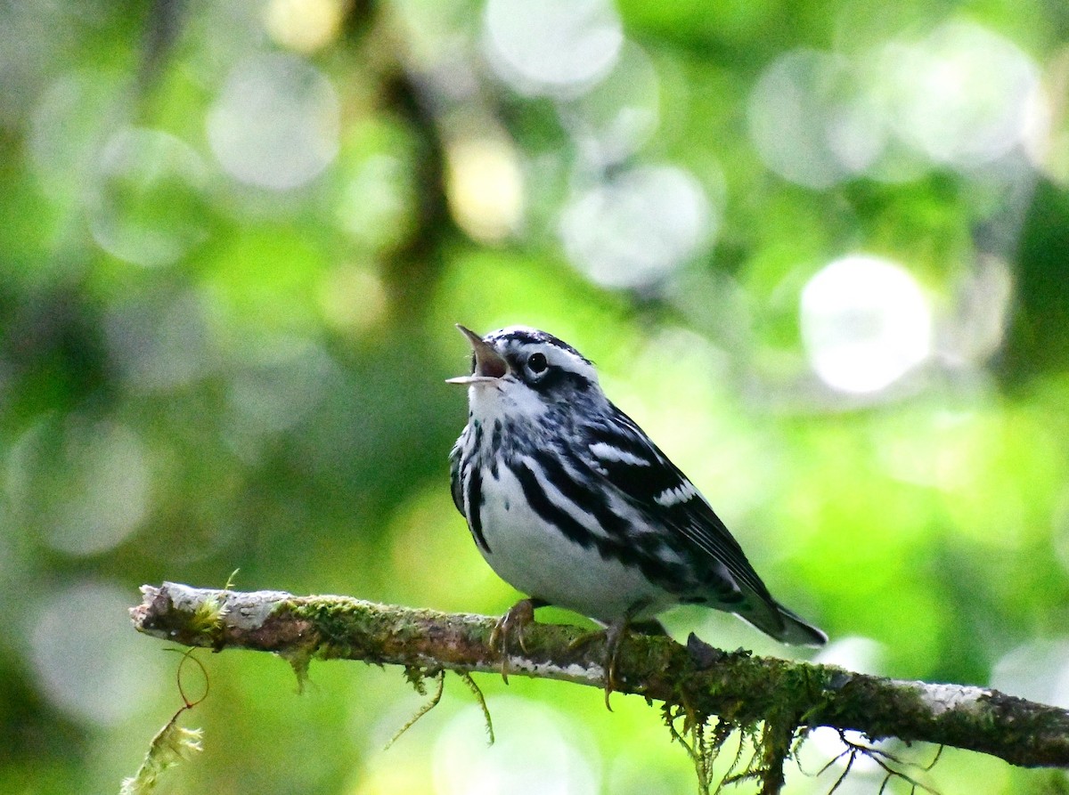 シロクロアメリカムシクイ - ML645691994