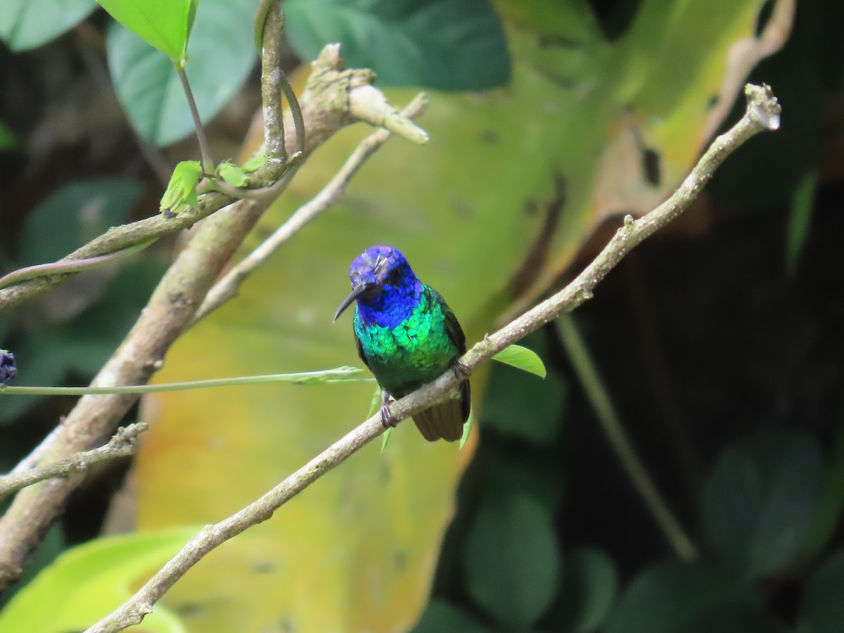 kolibřík zlatochvostý - ML645692001