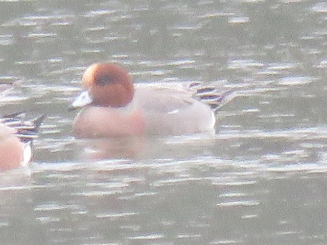 赤頸鴨 - ML645692009