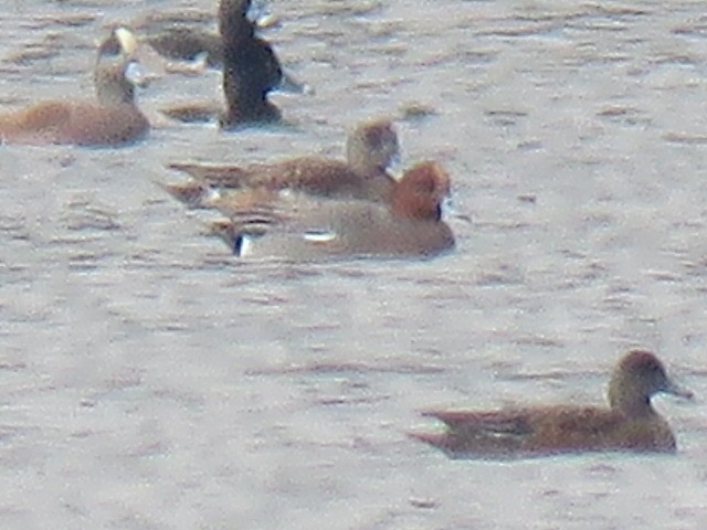 赤頸鴨 - ML645692010