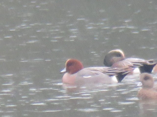 赤頸鴨 - ML645692011