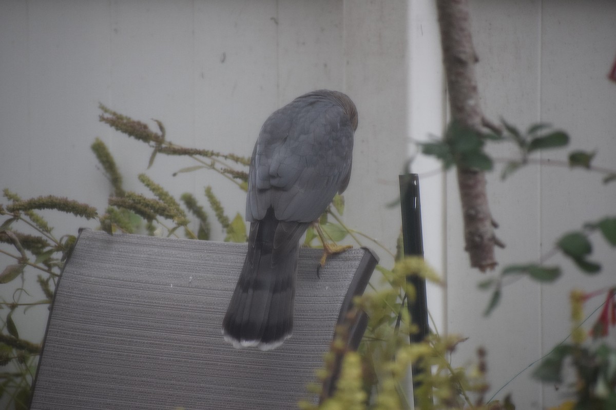 Cooper's Hawk - ML645692012