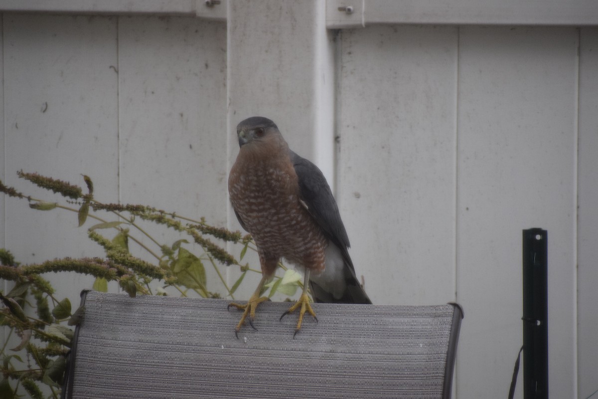 Cooper's Hawk - ML645692013