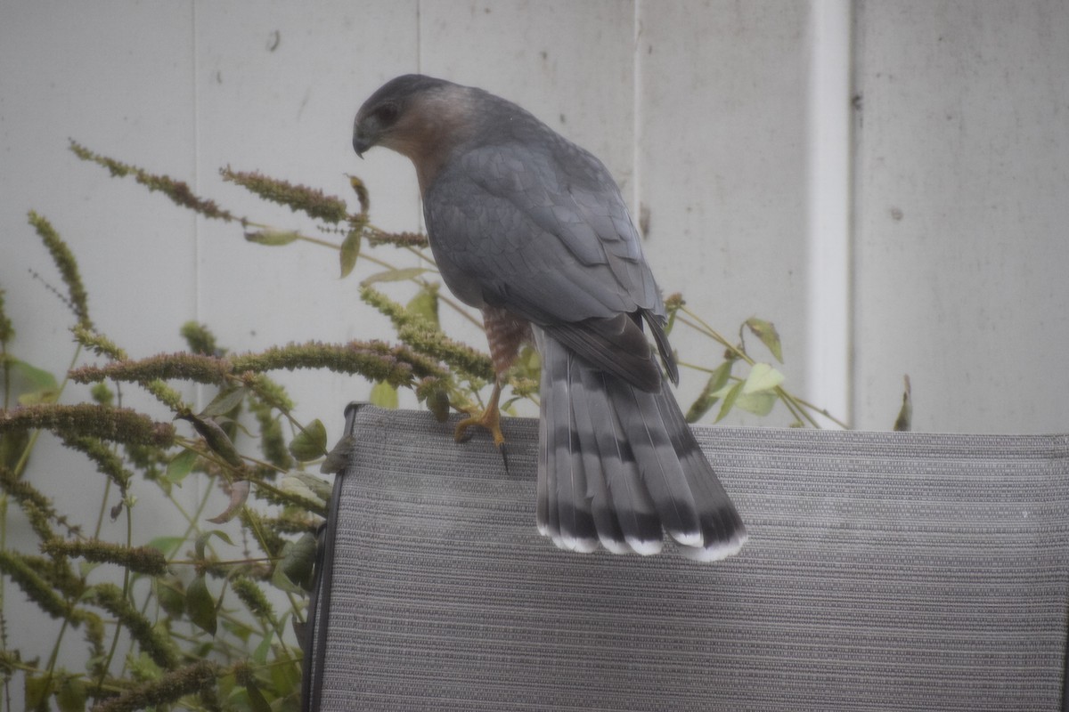 Cooper's Hawk - ML645692014