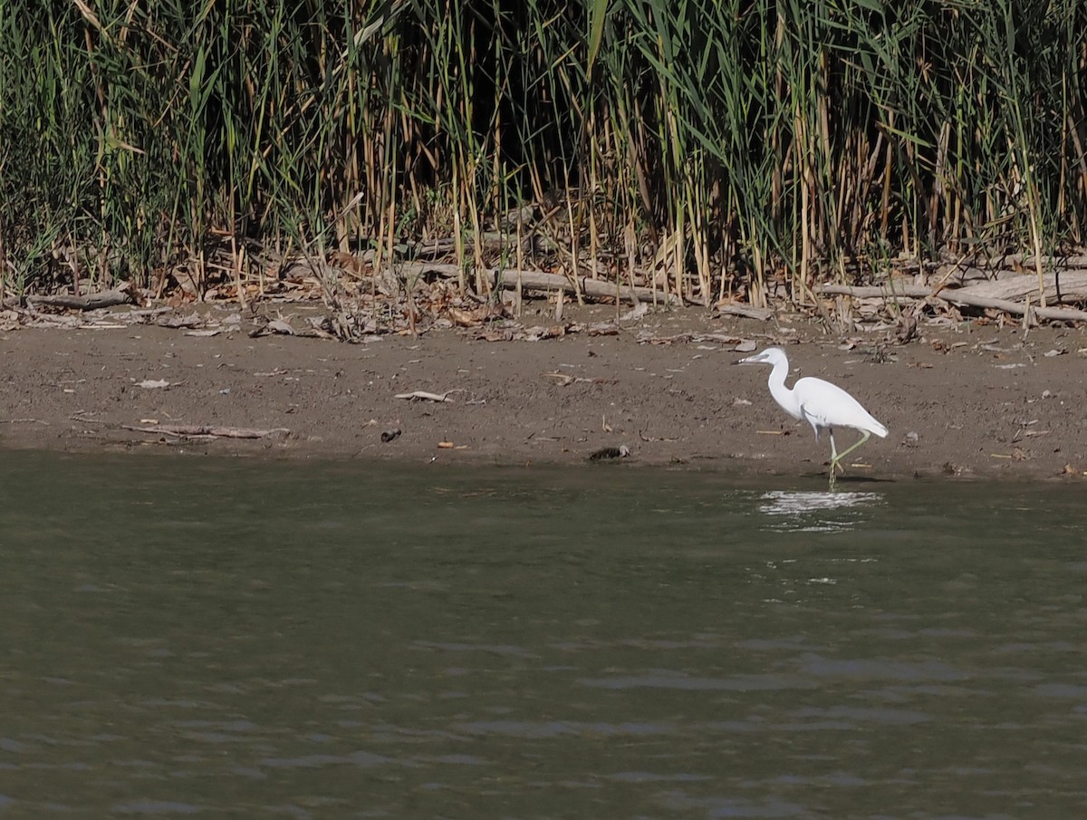 Little Blue Heron - ML645692016