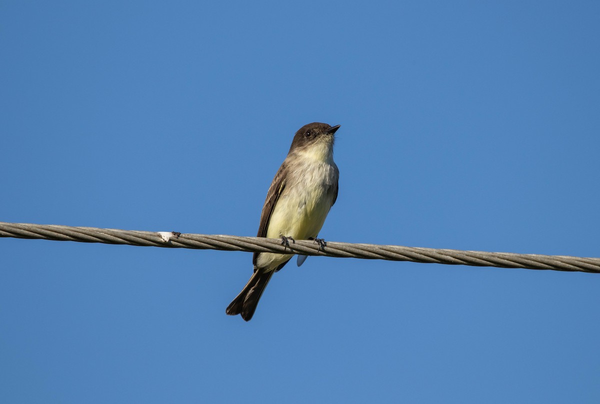 Eastern Phoebe - ML645692017