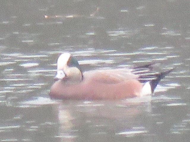 葡萄胸鴨 - ML645692028