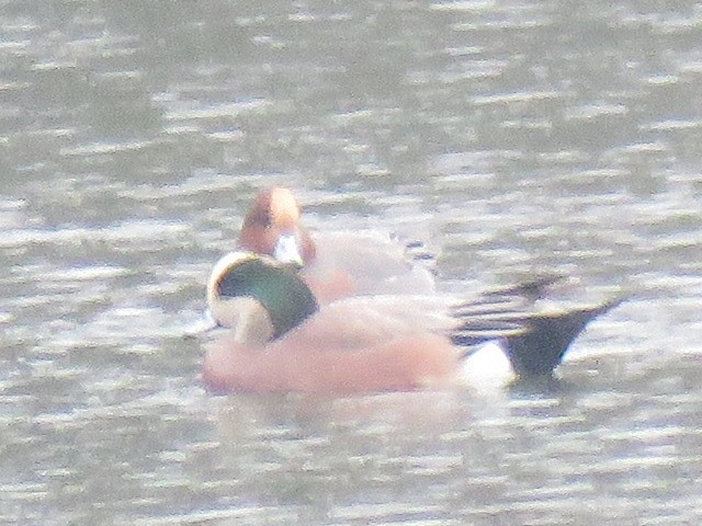 葡萄胸鴨 - ML645692029