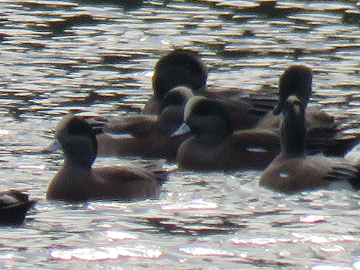 葡萄胸鴨 - ML645692030