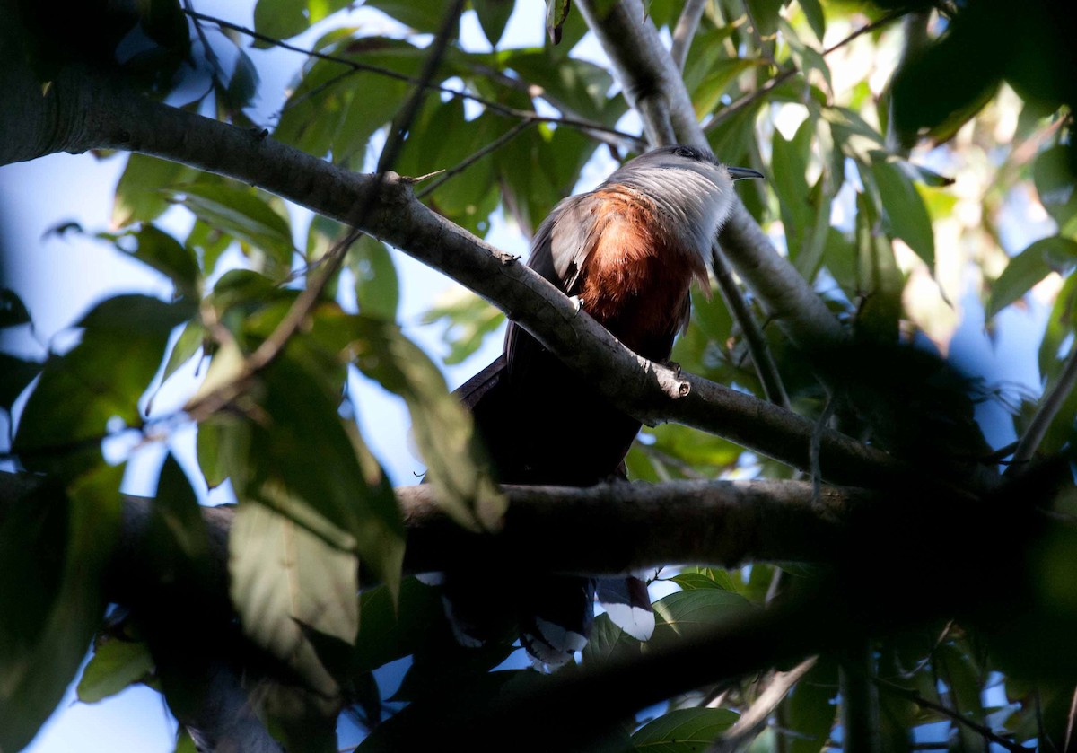 Chestnut-bellied Cuckoo - ML645692046