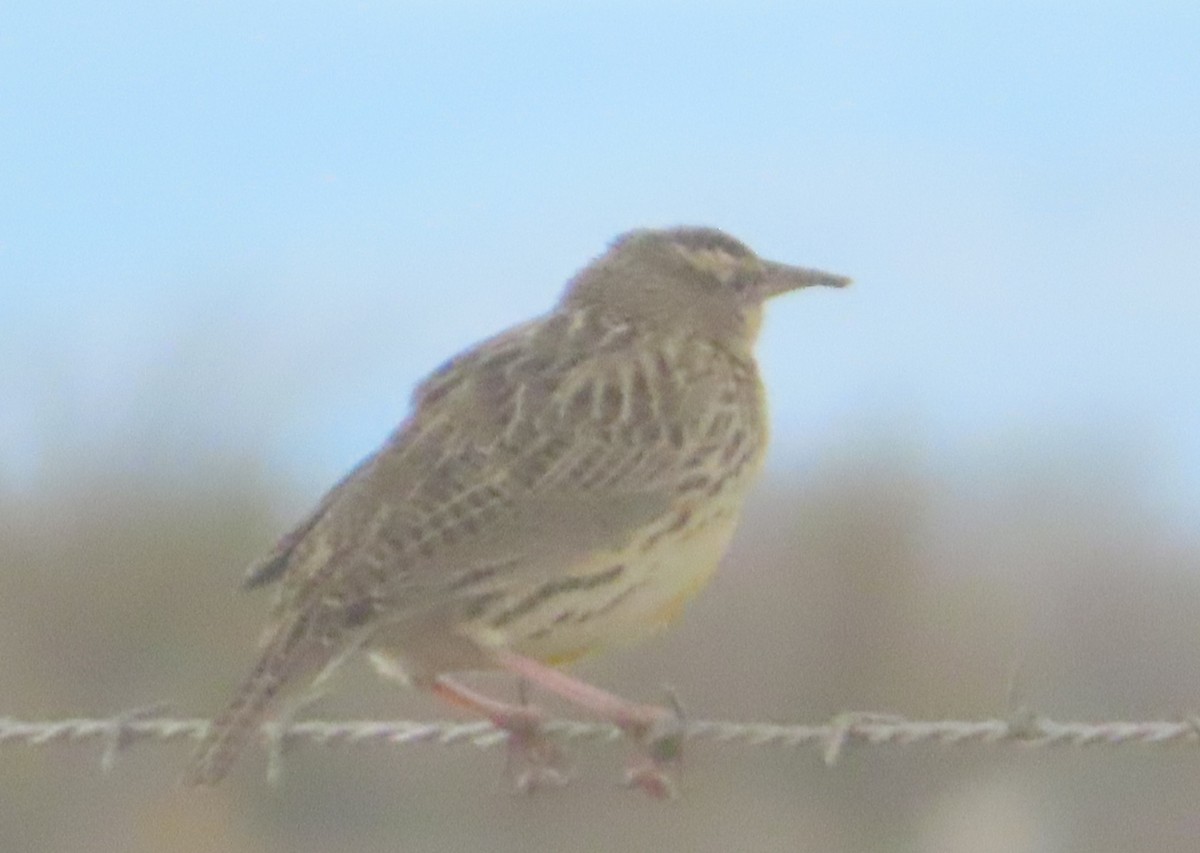 Western Meadowlark - ML645692047