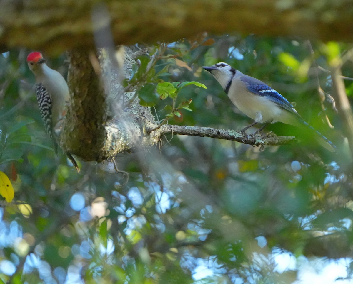 Blue Jay - ML645692049