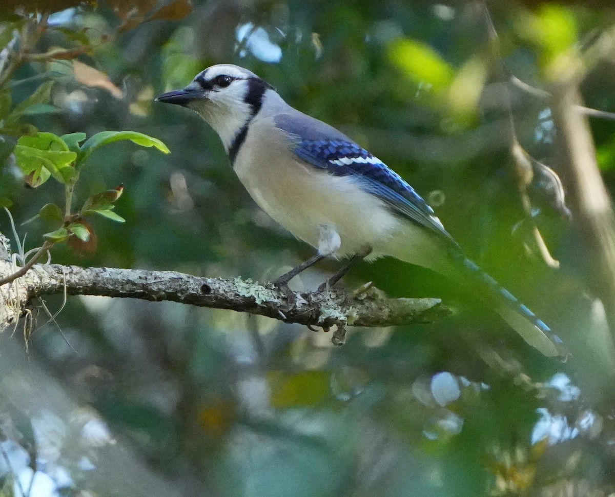 Blue Jay - ML645692060