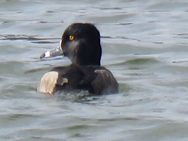 環頸潛鴨 - ML645692063