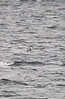 Western Grebe - ML645692070