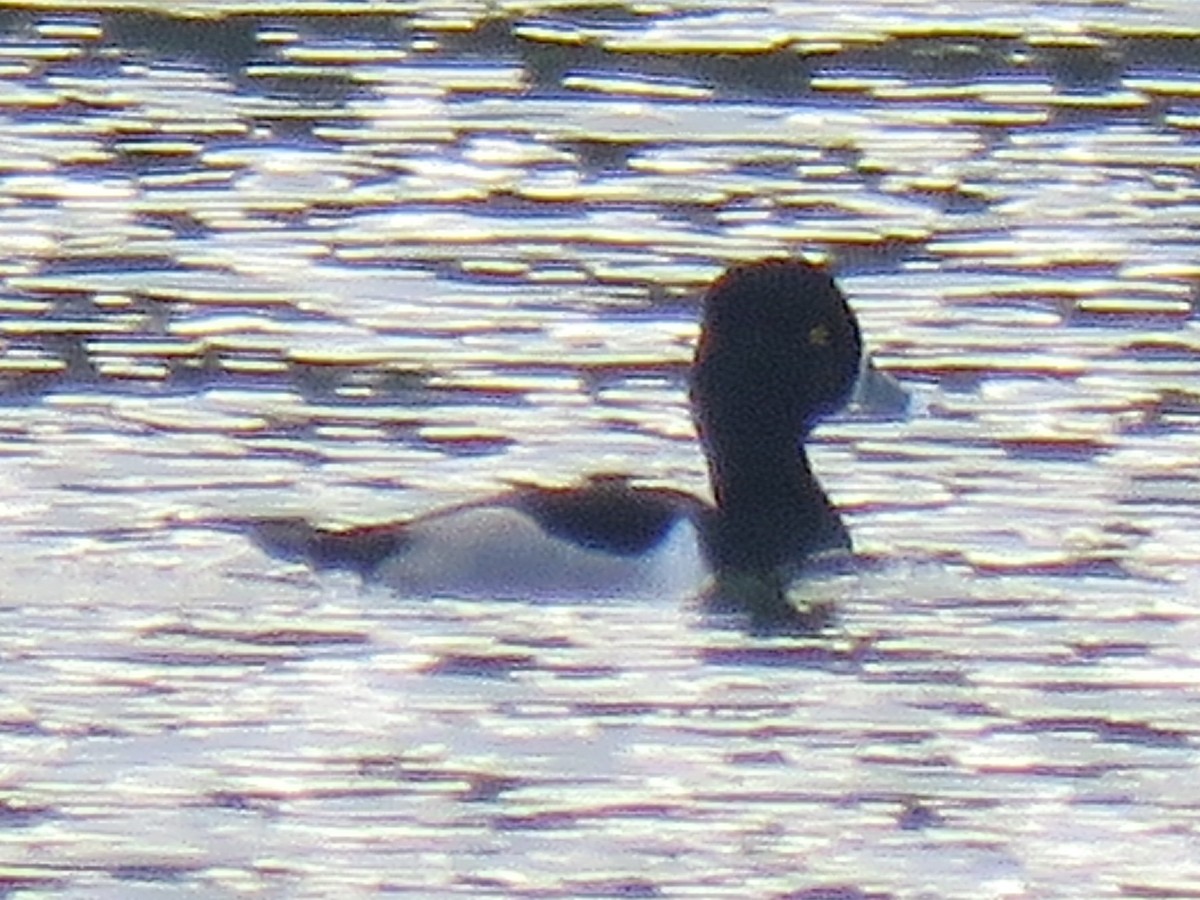 環頸潛鴨 - ML645692082