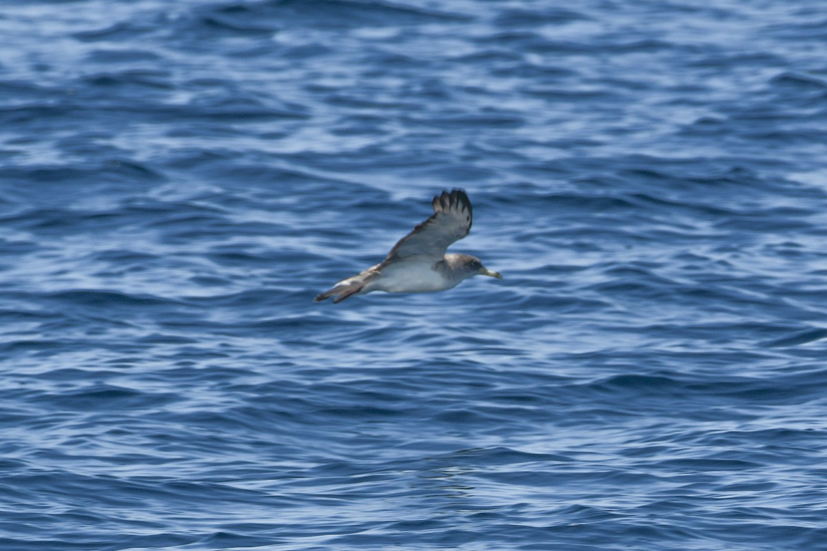 Scopoli's Shearwater - ML645692088