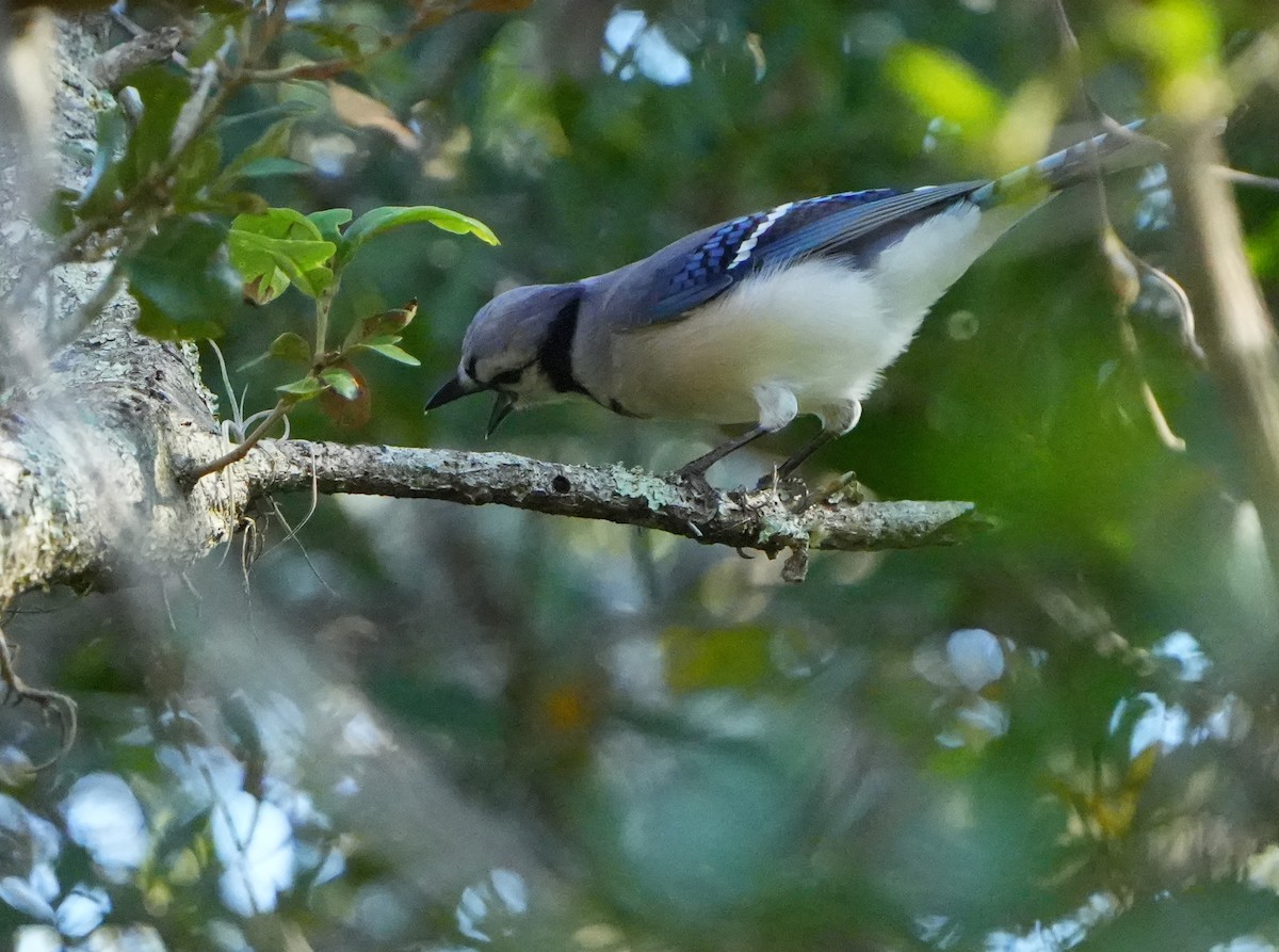 Blue Jay - ML645692089