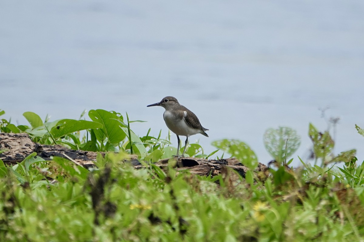 Chevalier guignette - ML645692091