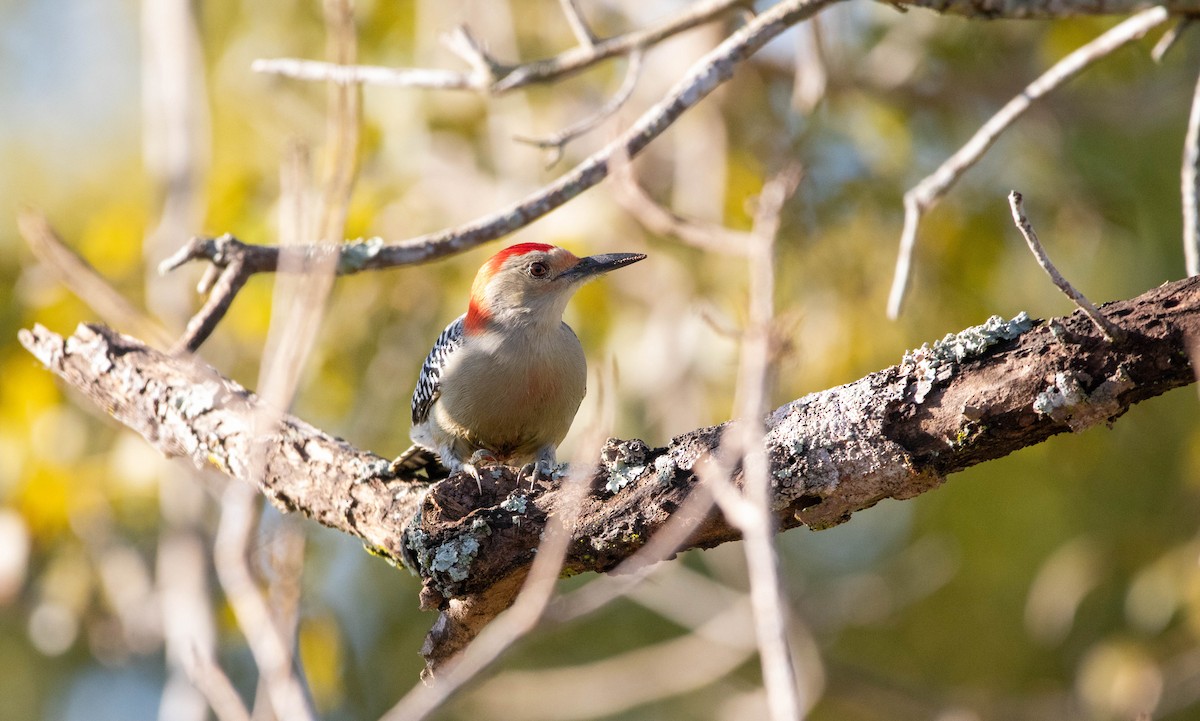 Red-bellied Woodpecker - ML645692093