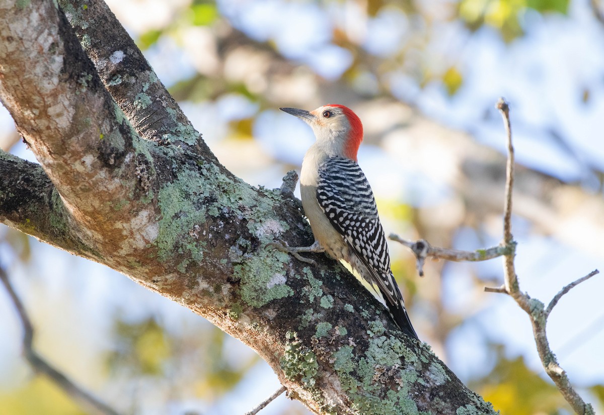Red-bellied Woodpecker - ML645692094