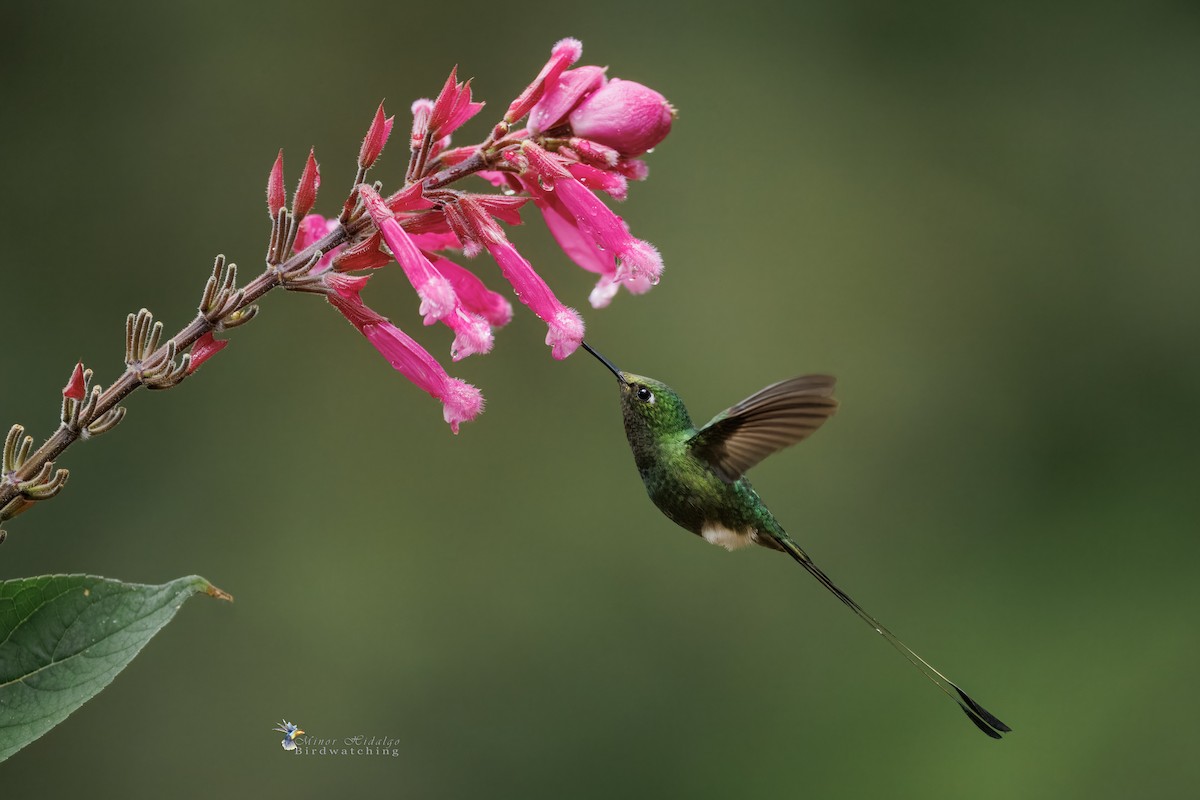 White-booted Racket-tail - ML645692101