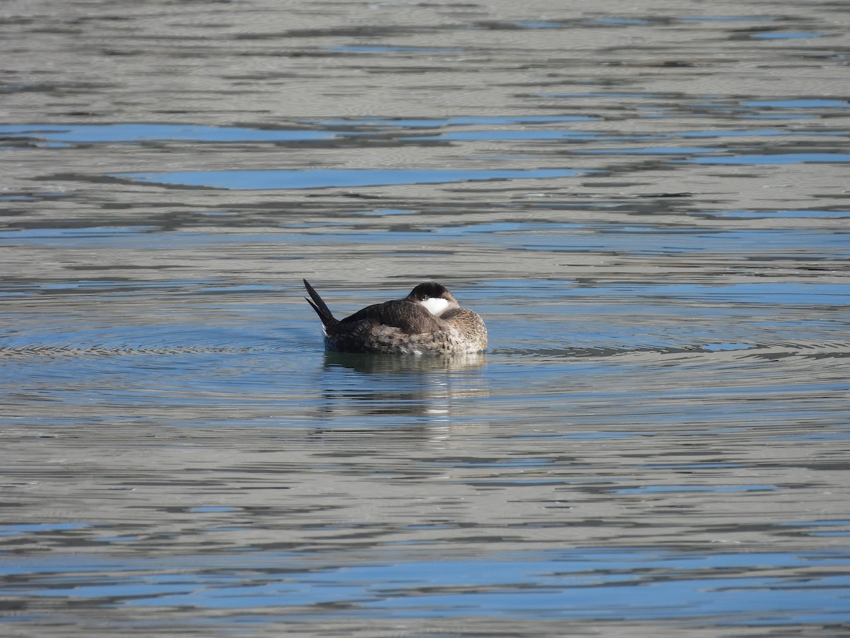 kobberand - ML645692102