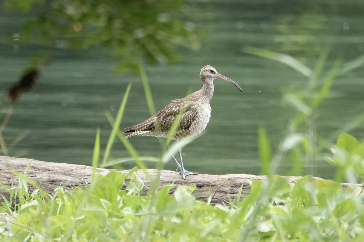 Courlis corlieu - ML645692103