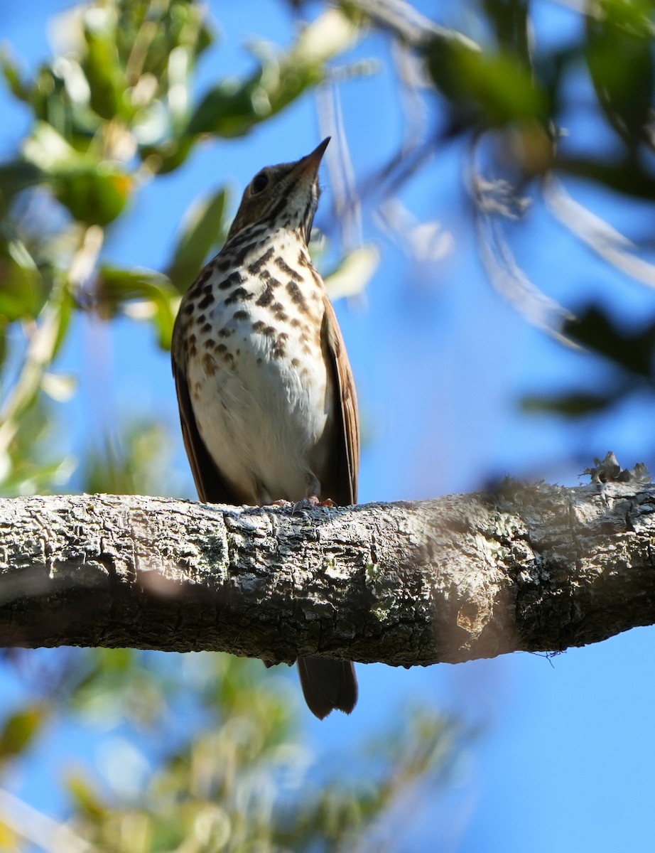 Grive solitaire - ML645692111