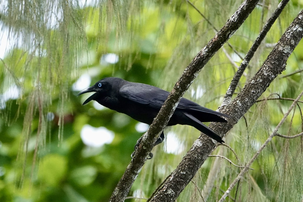 Corneille des Bismarck - ML645692116