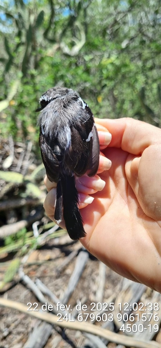 Black-bellied Antwren - ML645692118
