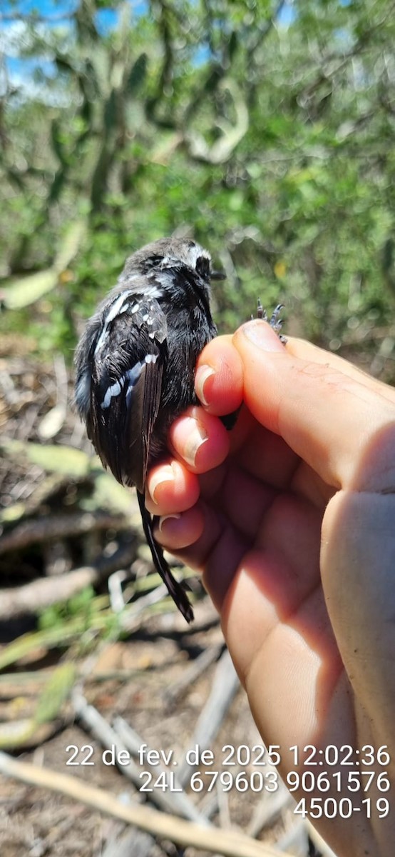 Black-bellied Antwren - ML645692119