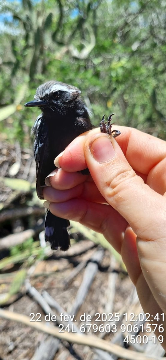 Black-bellied Antwren - ML645692120