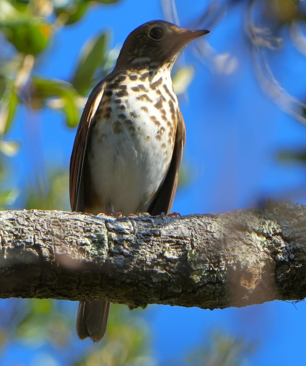 Grive solitaire - ML645692122