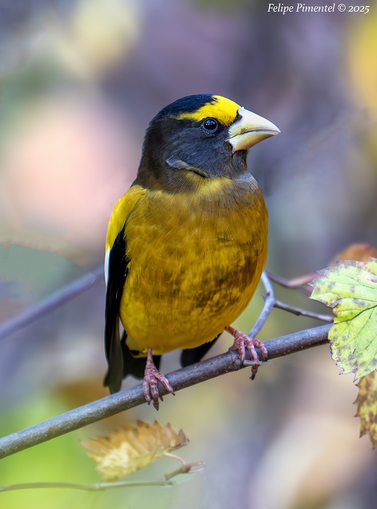 Evening Grosbeak - ML645692123