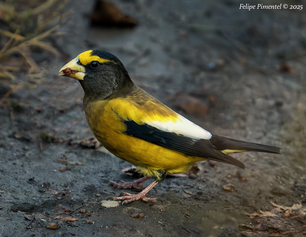 Evening Grosbeak - ML645692124