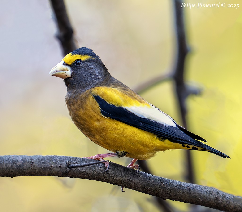 Evening Grosbeak - ML645692125