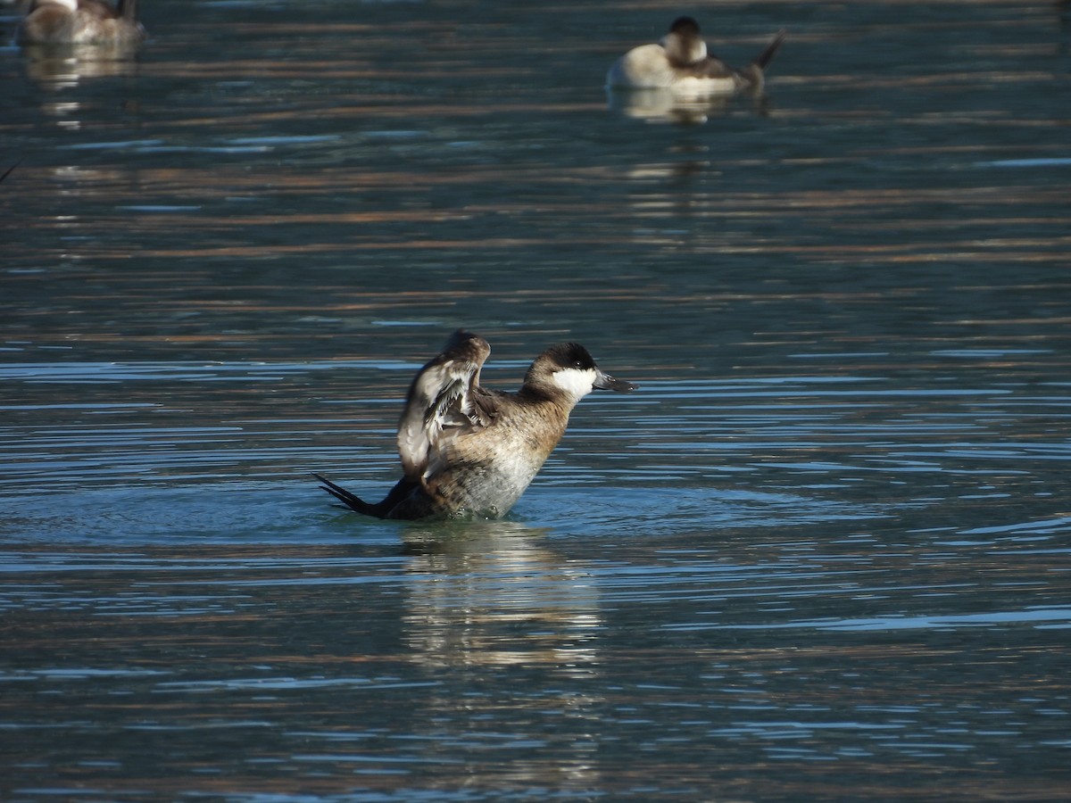 kobberand - ML645692126