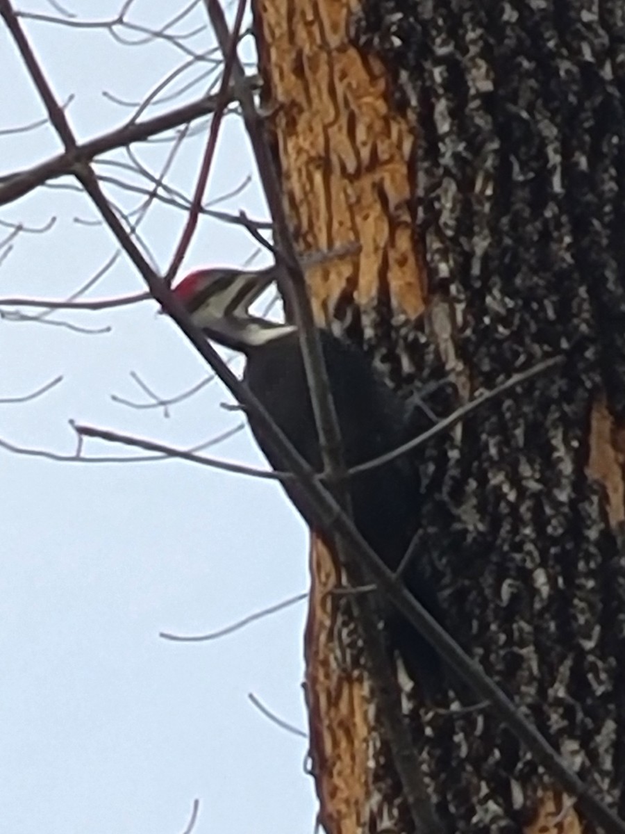 Pileated Woodpecker - ML645692129
