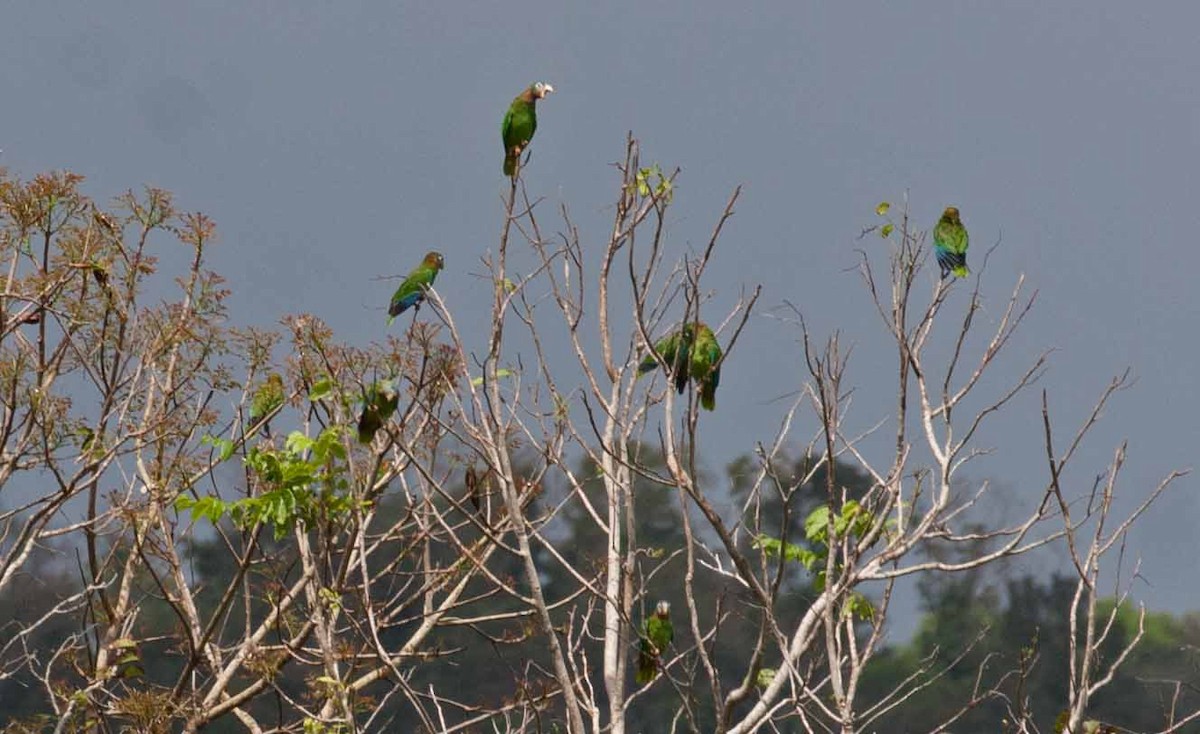 Yellow-billed Amazon - ML645692138