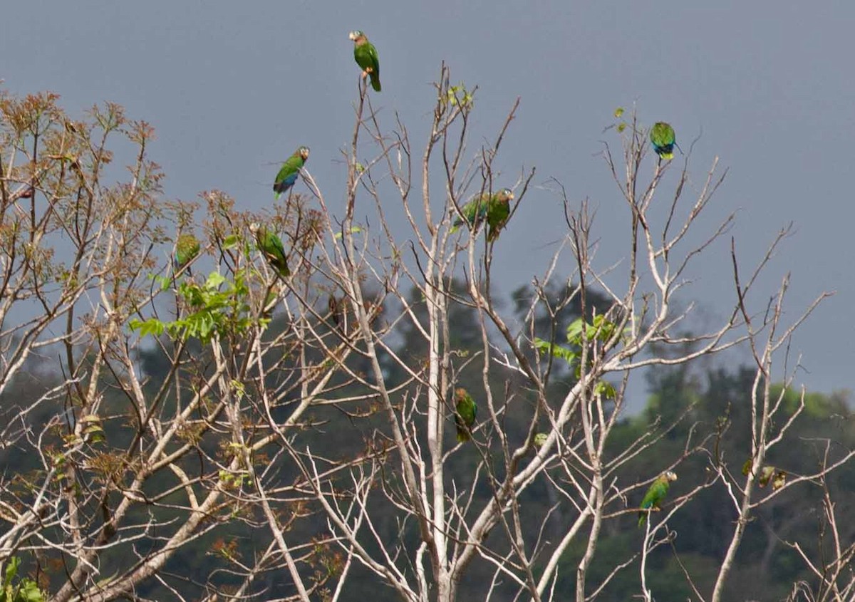 Yellow-billed Amazon - ML645692139