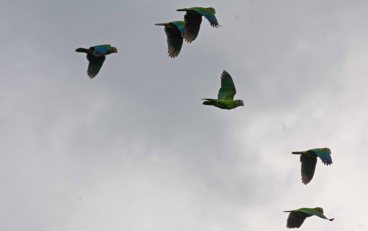 Yellow-billed Amazon - ML645692140