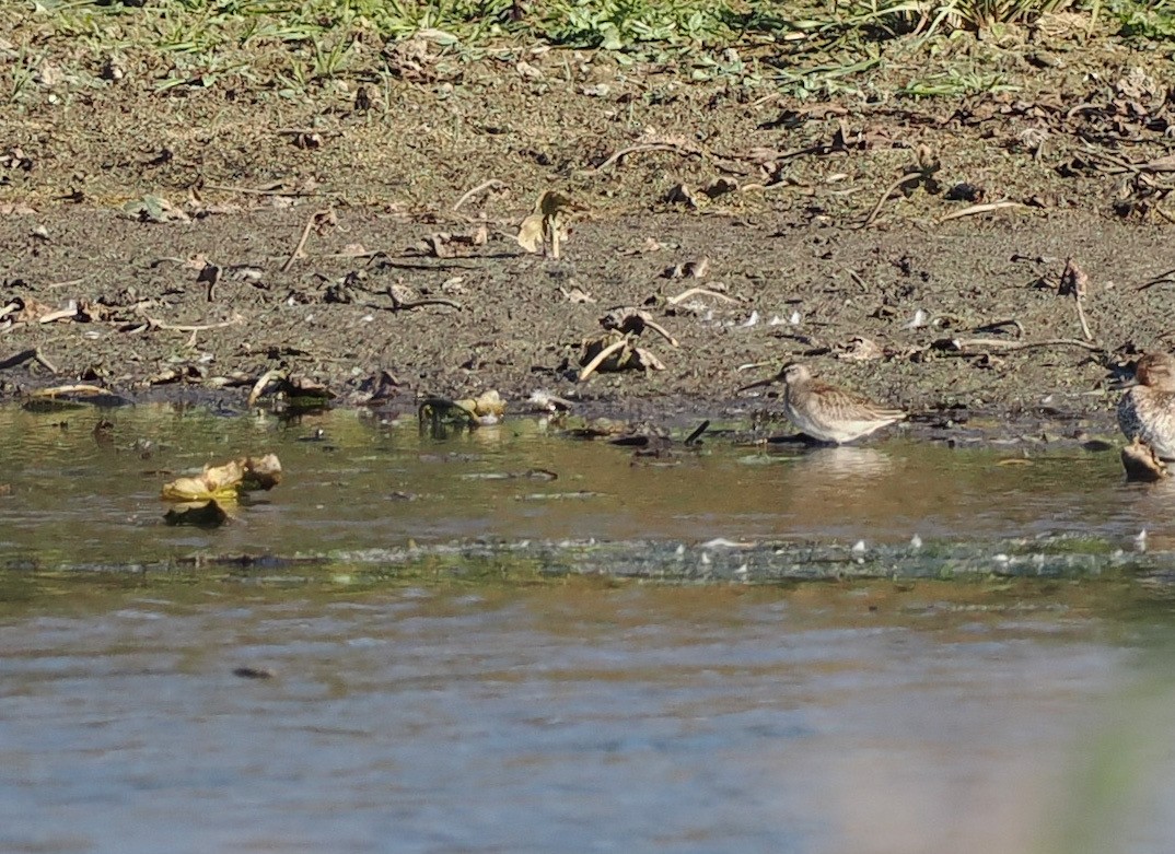 Long-billed Dowitcher - ML645692141