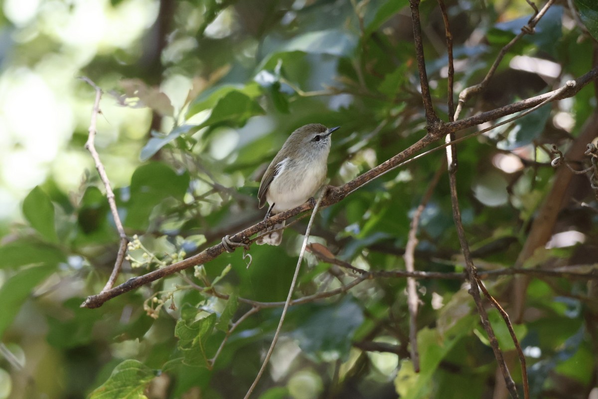 チャイロセンニョムシクイ - ML645692145