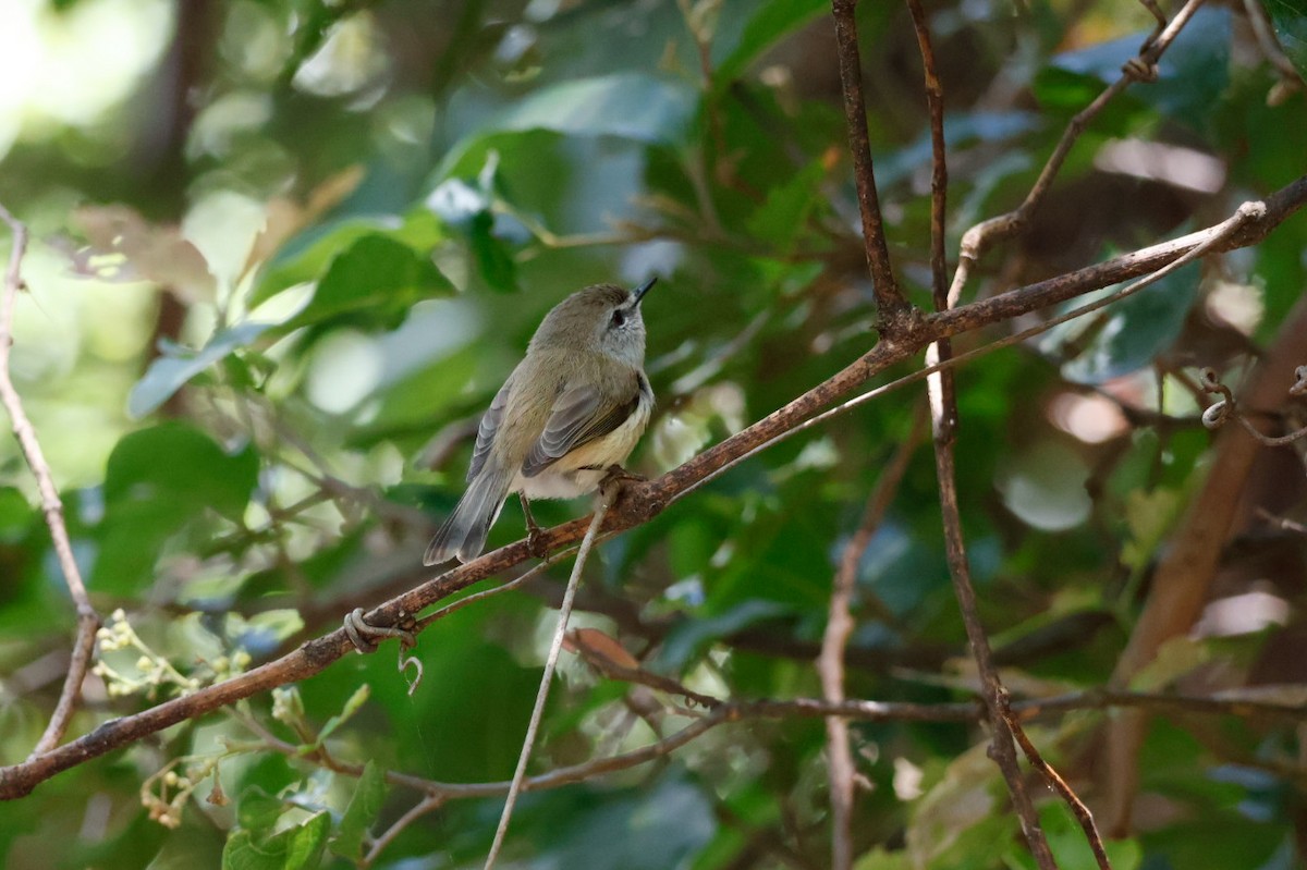 チャイロセンニョムシクイ - ML645692146