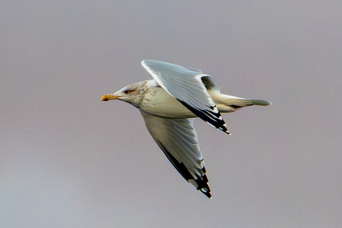 Kaio hauskara amerikarra - ML645692165